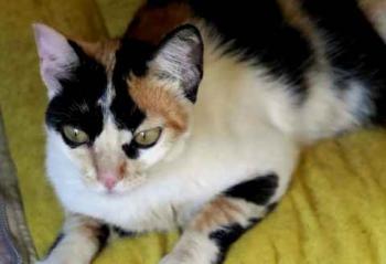 Kitty Bild von Kitty
