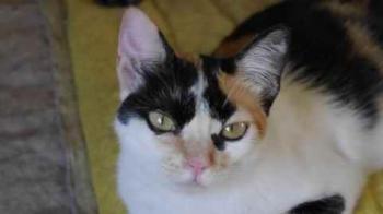 Kitty Bild von Kitty