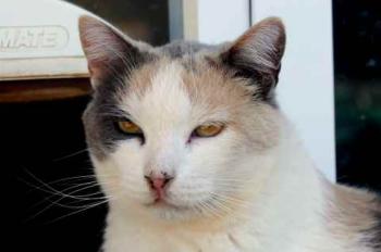 Cara Bild von Cara
