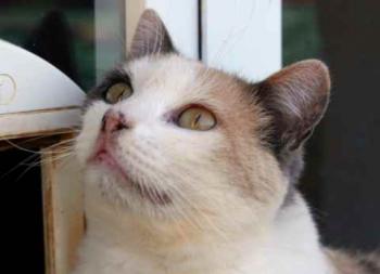 Cara Bild von Cara