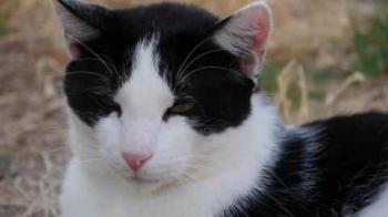 Rocky Bild von Rocky
