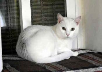 Bild von Poppy