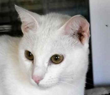 Bild von Poppy