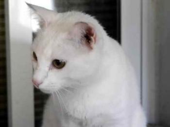 Bild von Poppy