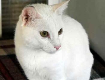 Bild von Poppy