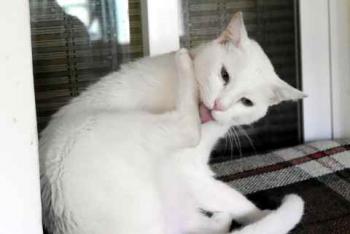 Bild von Poppy
