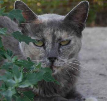 Grey Bild von Grey