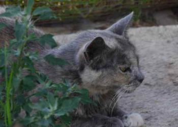 Grey Bild von Grey