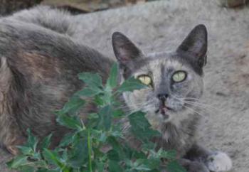 Grey Bild von Grey