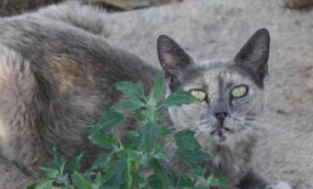 Grey Bild von Grey