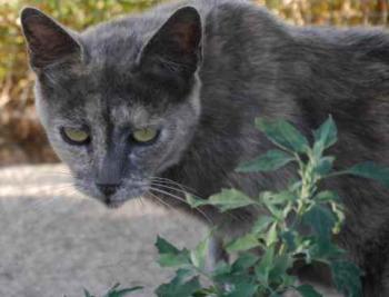 Grey Bild von Grey