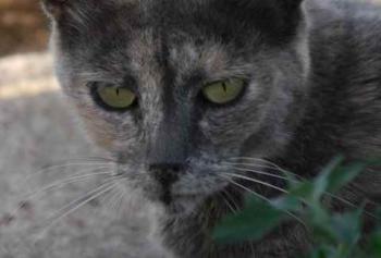 Grey Bild von Grey
