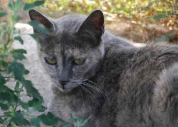 Grey Bild von Grey