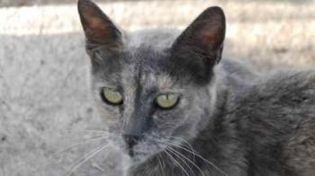 Grey Bild von Grey