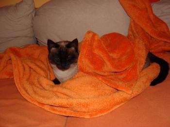 Bailey Bild von Bailey