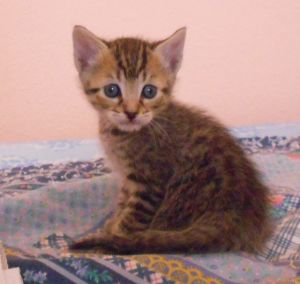 Yako Bild von Yako