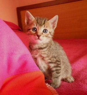 Yako Bild von Yako