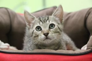 Yako Bild von Yako
