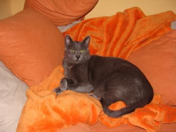 Azul Bild von Azul