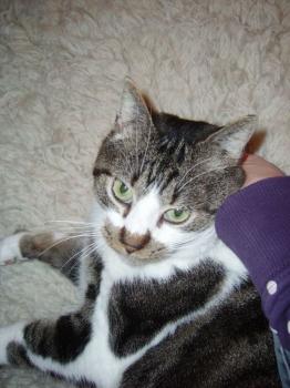 Panchi Bild von Panchi
