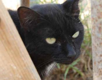 Bild von Sally