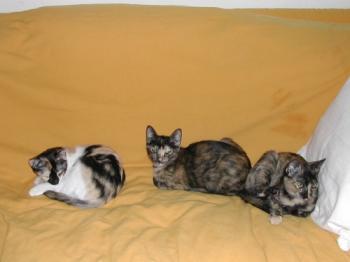 Pomona, Sedna und Gea Bild von Pomona