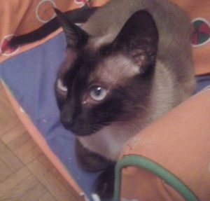 Bild von Fernandito