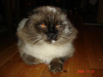 Caspian Bild von Caspian