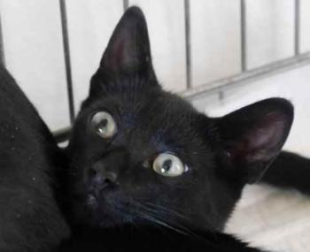 Chaka Bild von Chaka