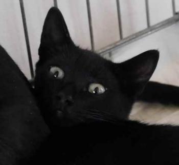 Chaka Bild von Chaka