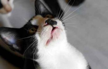 Noshi Bild von Noshi