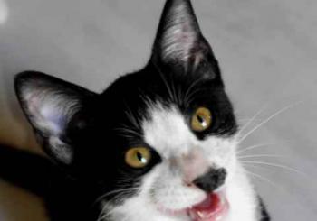 Noshi Bild von Noshi