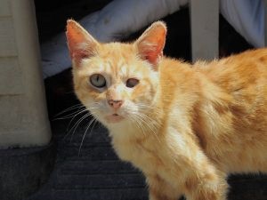 Webster Bild von Webster