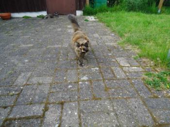 Bild von Patches