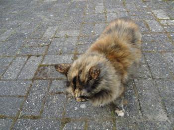 Bild von Patches