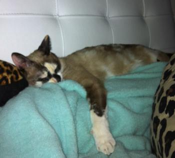 Knox Bild von Knox