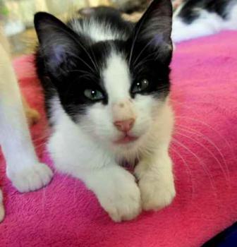 Bild von Chitto