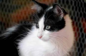 Bild von Chitto