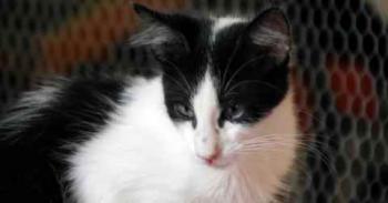 Bild von Chitto