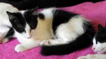 Bild von Chitto
