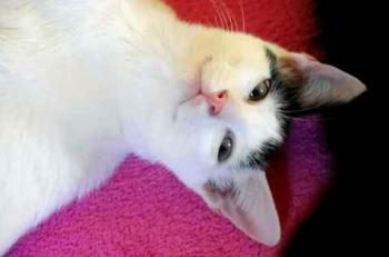 Chasca Bild von Chasca