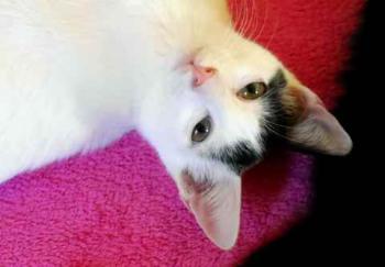 Chasca Bild von Chasca