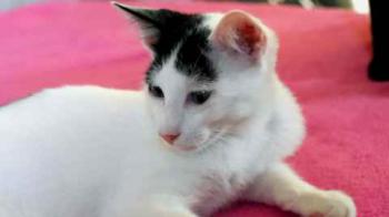 Chasca Bild von Chasca