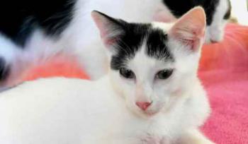 Chasca Bild von Chasca
