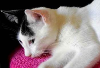 Chasca Bild von Chasca