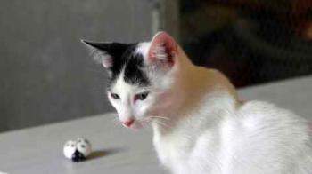 Chasca Bild von Chasca