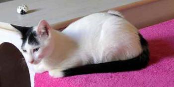Chasca Bild von Chasca