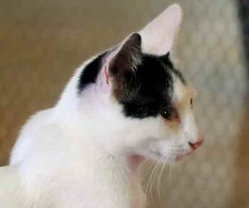 Chasca Bild von Chasca