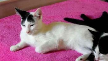 Chasca Bild von Chasca