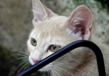 Bild von Thai